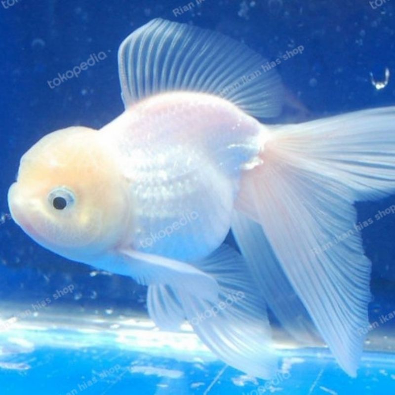 koki Oranda albino putih salju
