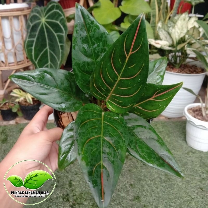 Aglonema rotundum tiger - Aglonema rotundum