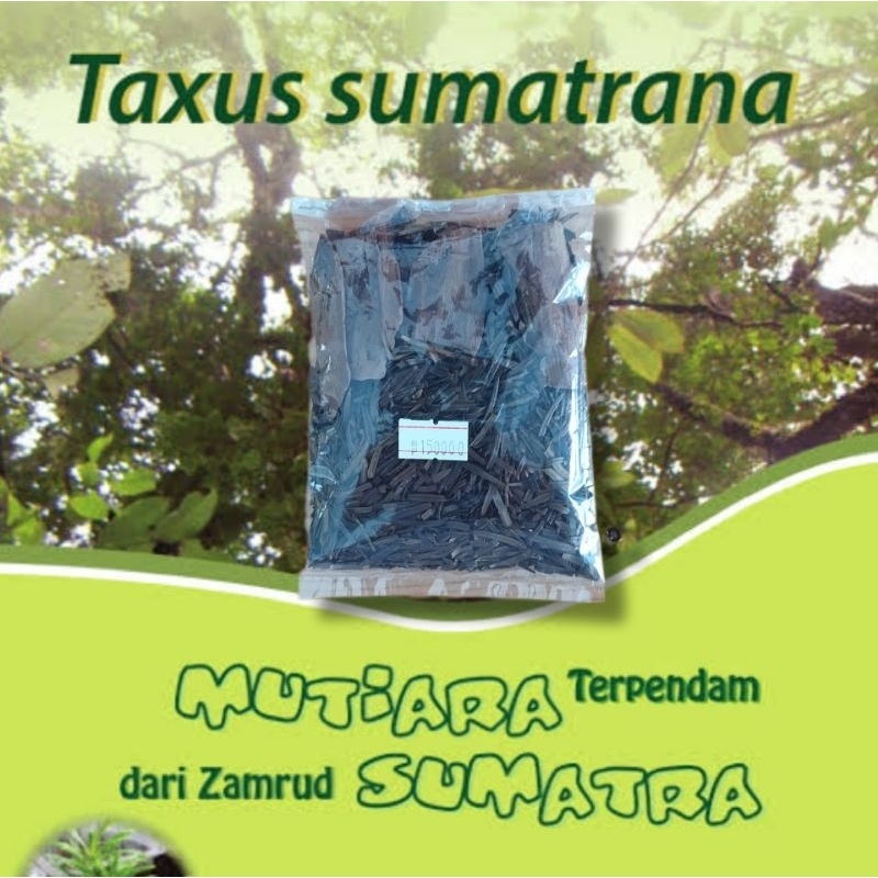 TAXUS SUMATRANA