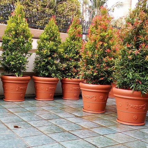 Tanaman/pohon hias outdor pucuk merah