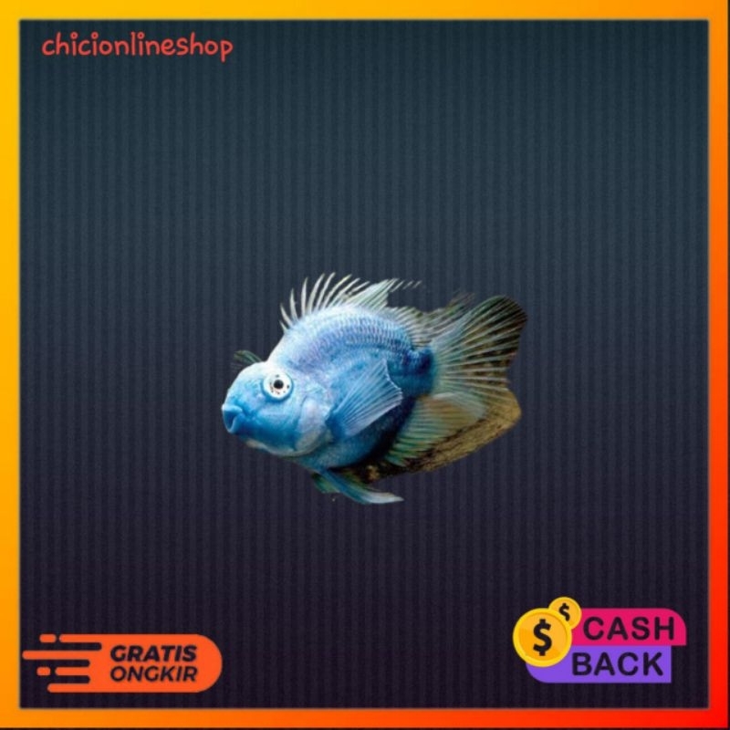 ikan red perot hiasan aquarium blue perot dan perrot kuning 7/8