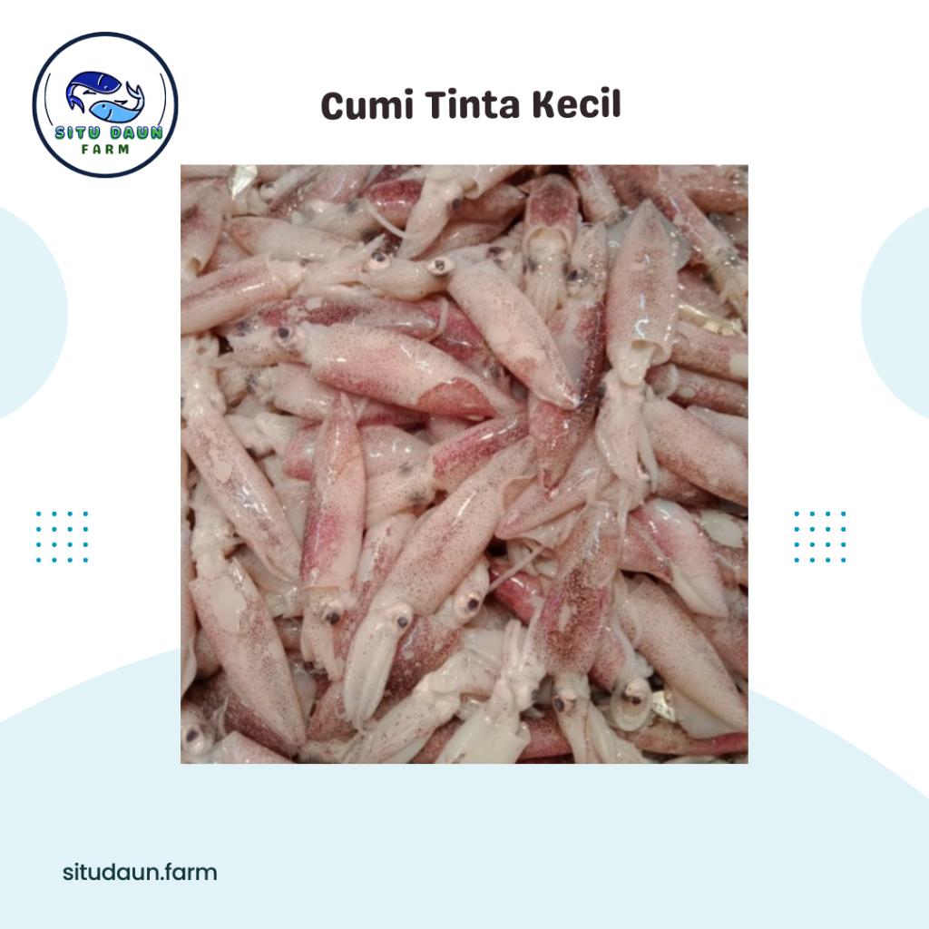

Cumi Tinta Kecil 500 Gr