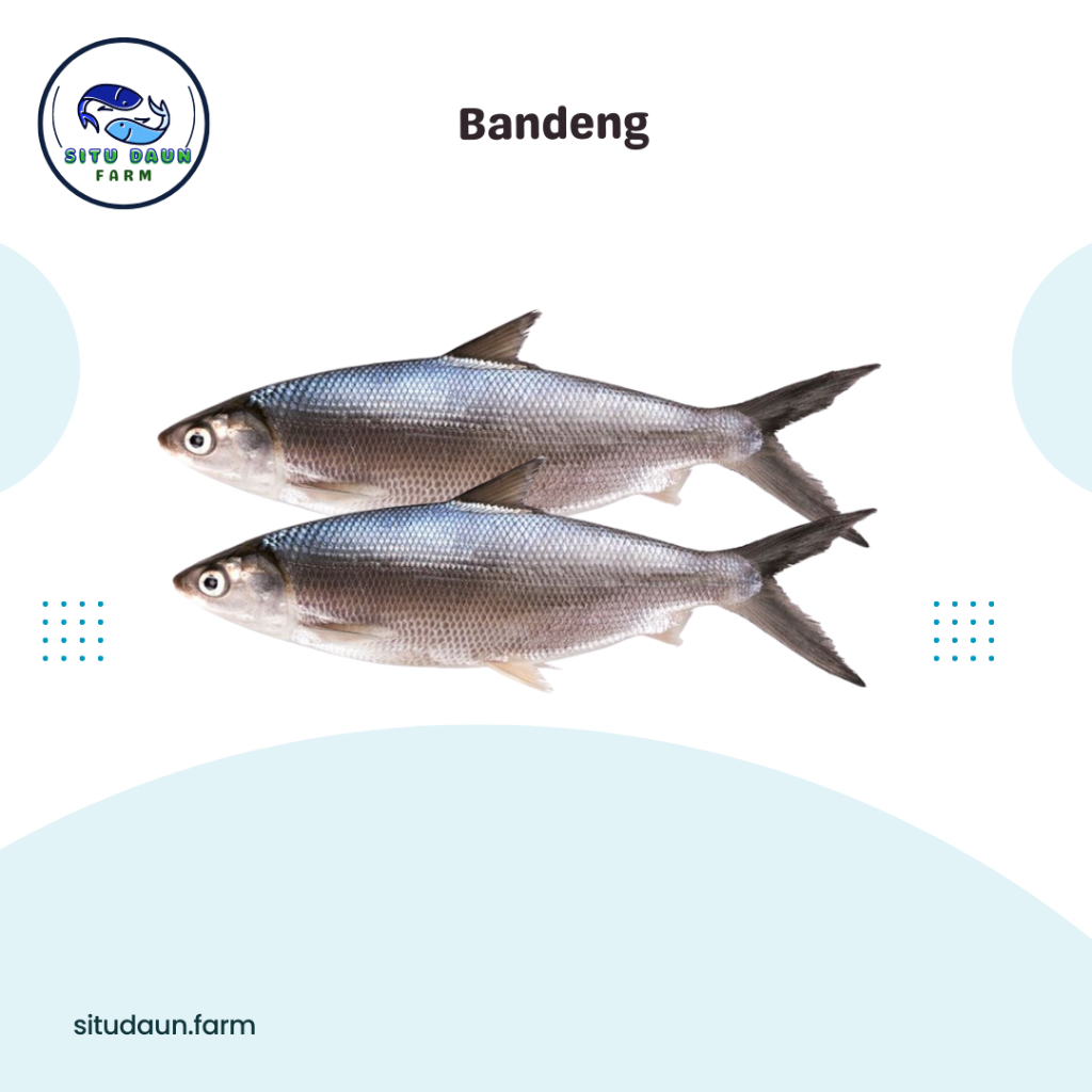 

Ikan Bandeng Murah (500 gr dan 1000 gr)