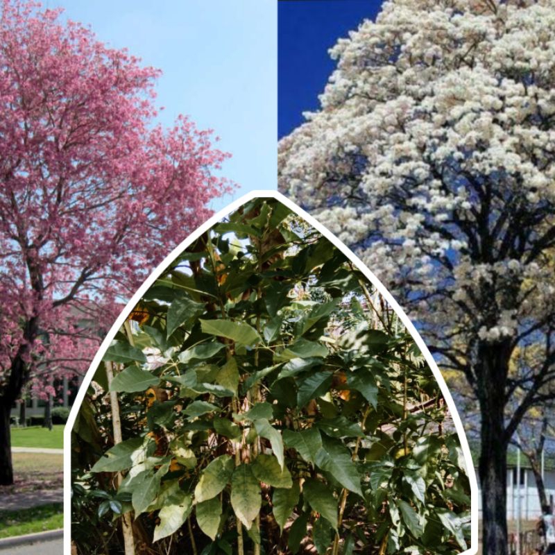 [PROMOJUNI] Tabebuya 1 METER pink dan putih