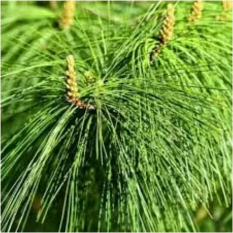 

Daun pinus segar asli 500 gram