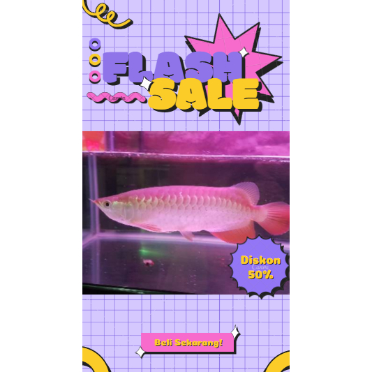Arowana/Arwana G0lden Red HB 28-30 CM Bersertifikat Lengkap