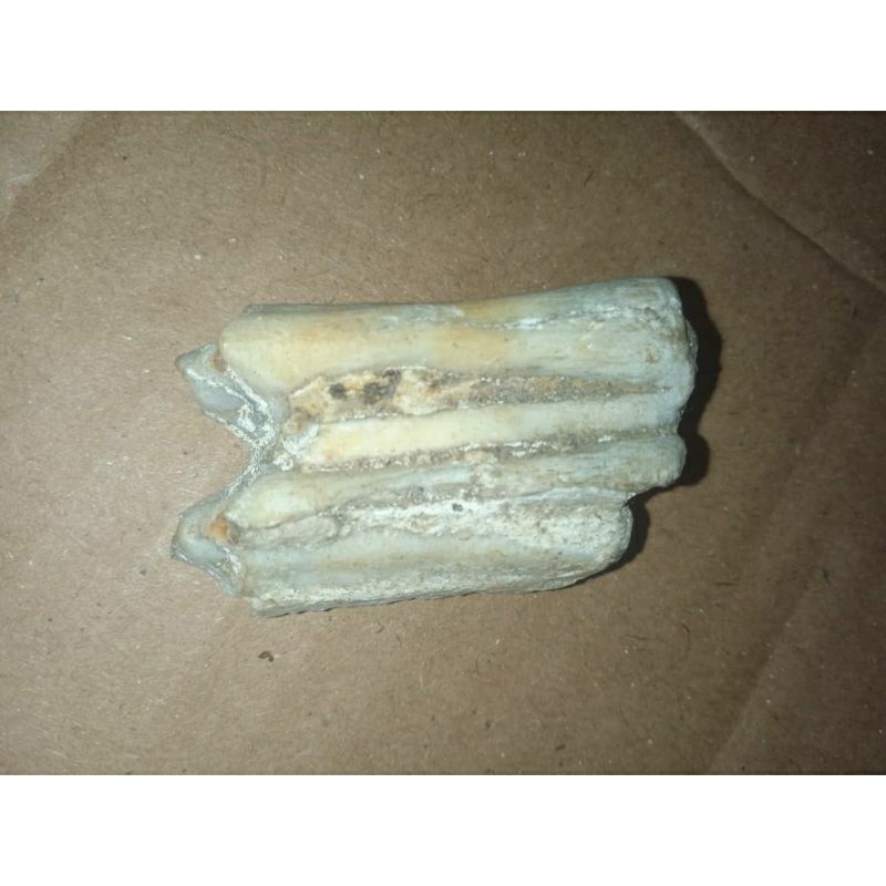 fosil gigi hewan purba