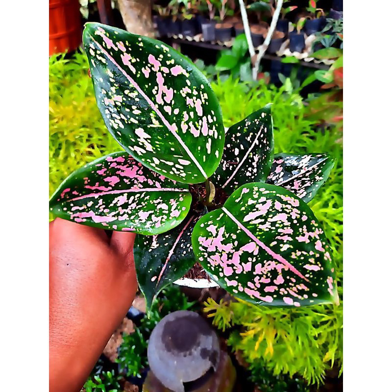 Aglonema Pink Dalmation