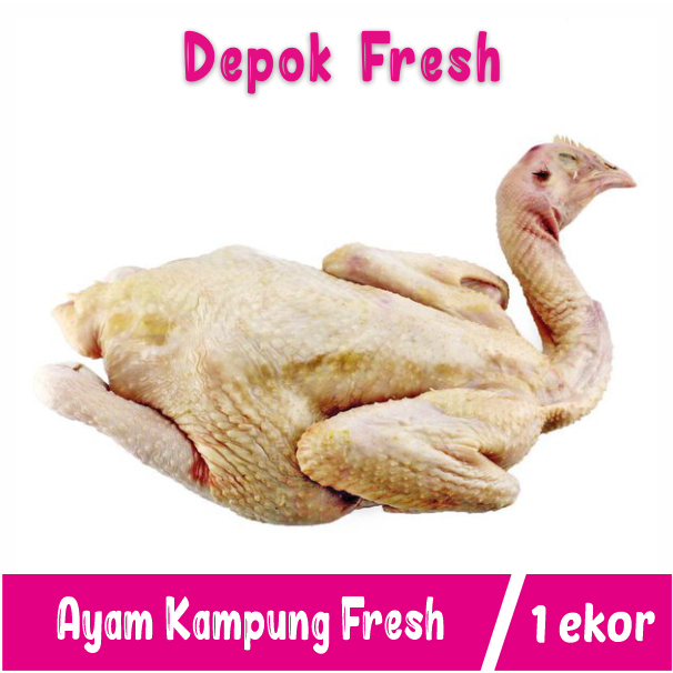 

Ayam Kampung Jantan dan Betina Jamin Segar