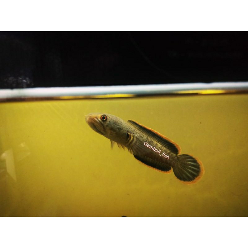 cod kebutuhan aquarium channa limbata galak uk 12-13cm
