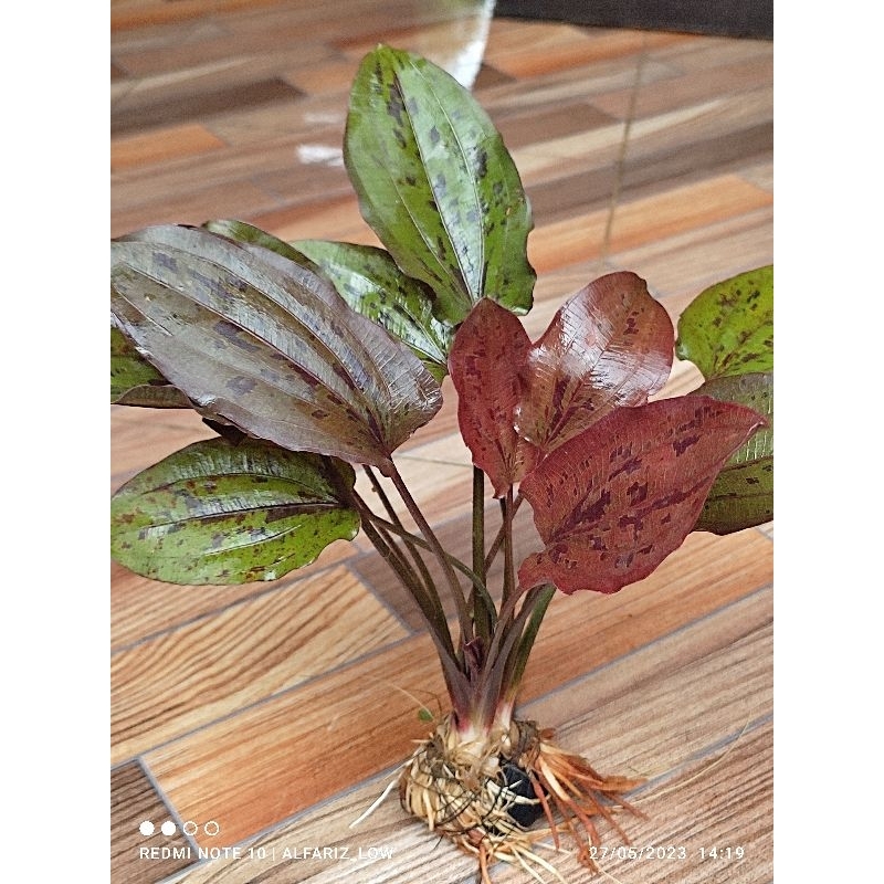 Echinodorus ozelot red media wabikusa tanaman aquascape