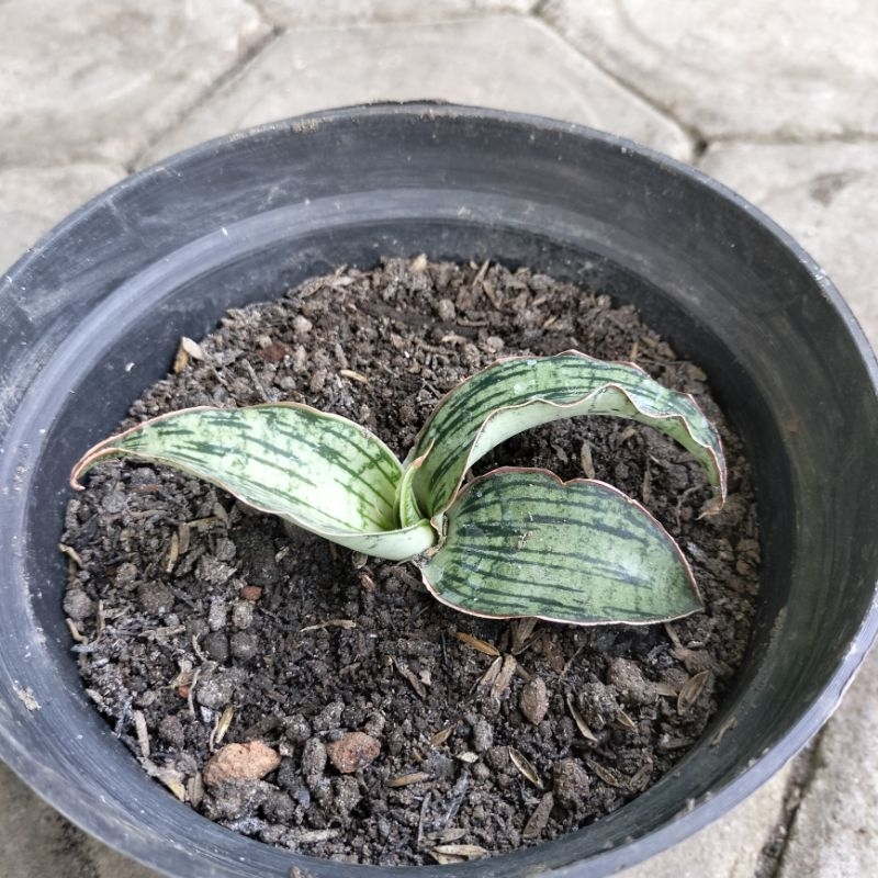Sansevieria Cleopatra