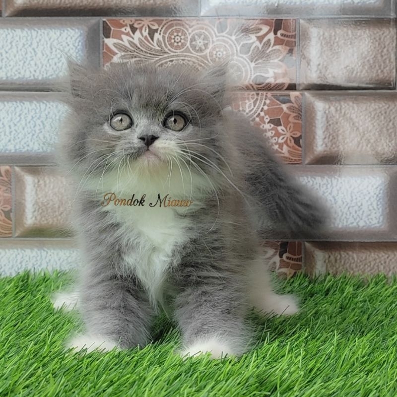 Kucing Persia Anak Kitten Flatnose Maincoon Munchkin Ragdoll Ras Lucu