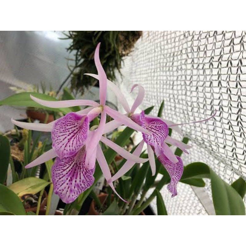 Brassavola Morning Glory