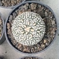 ASTERIAS SUPER KABUTO