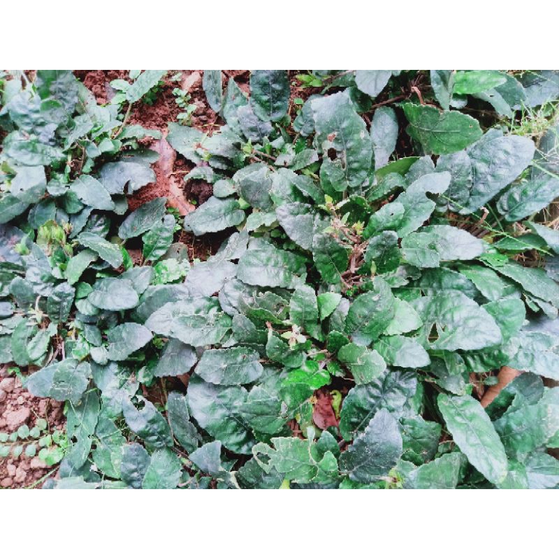 tanaman daun gempur batu / obat herbal  kencing batu