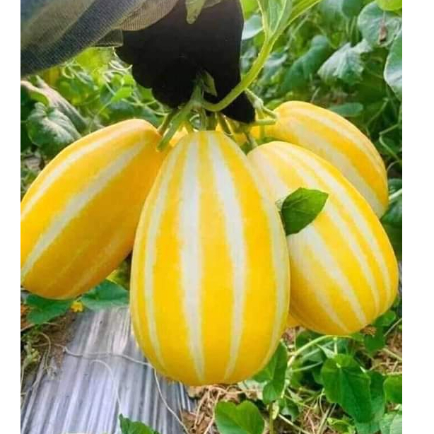 Benih Timun Suri Manohara 20 biji