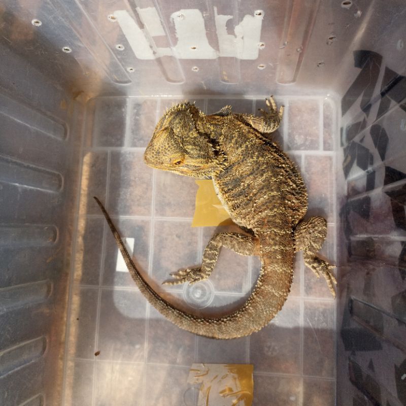 bearded dragon normal het hypo trans male indukan