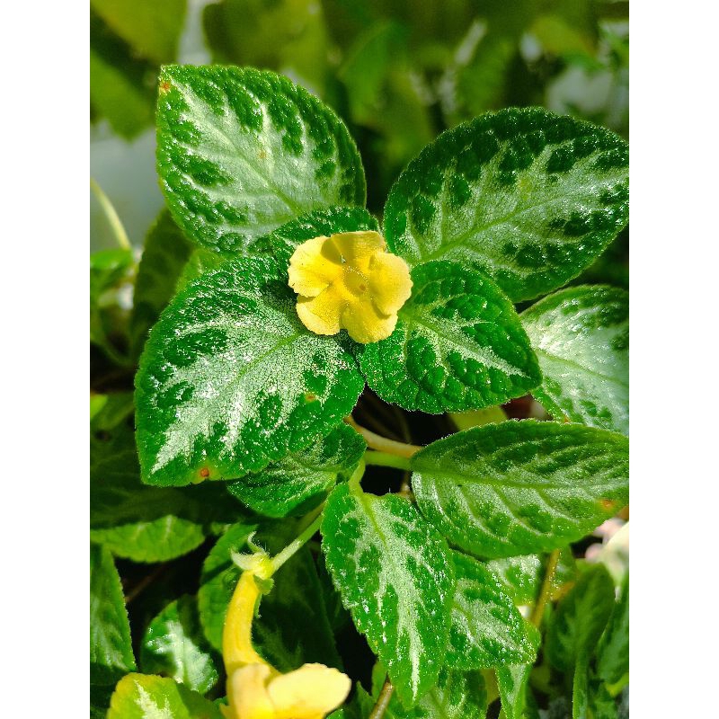 episcia import My precious / episcia import bunga kuning / episcia my precious