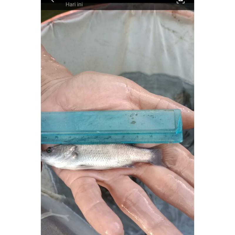 kakap putih / baramundi air tawar uk 8-10cm