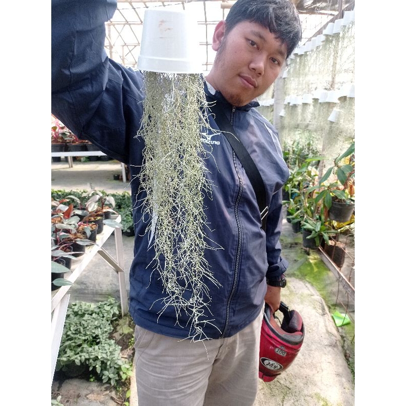 Tanaman Jenggot Musa