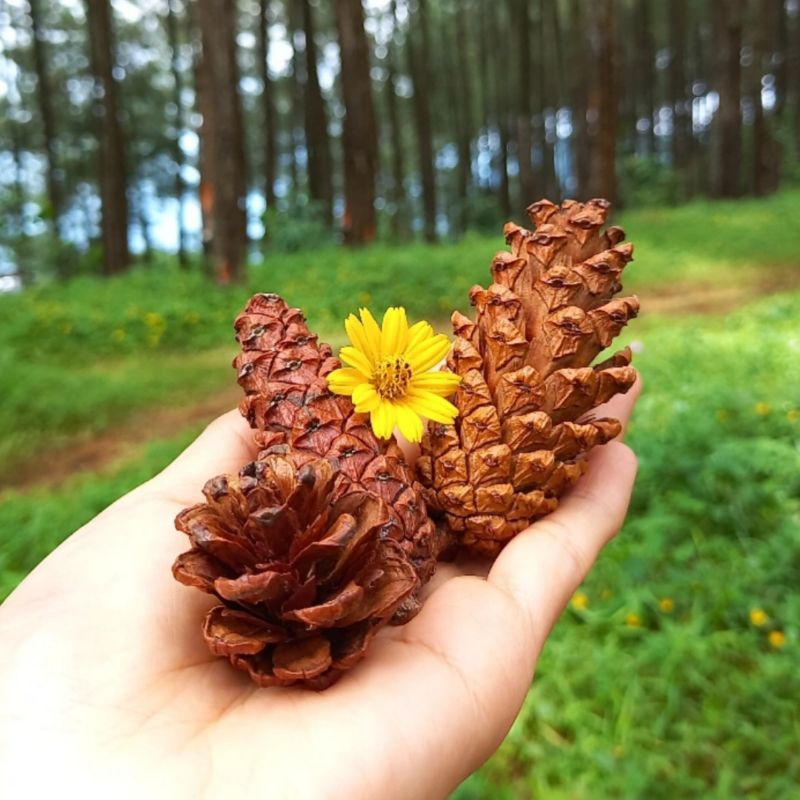 bunga pinus 1 picis Rp.500 pines kering hiasan estetik kerajinan souvenir gantungan cemara original