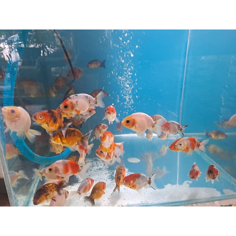 

ikan koki ranchu blue base