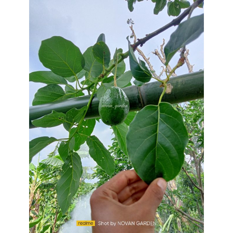 bibit alpukat kendil | alpukat kendil/markus | bibit sudah okulasi | batang besar