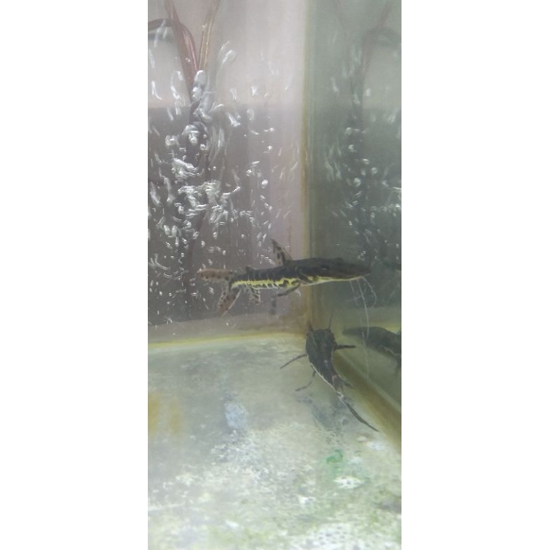 TIGER SHOVELNOSE CATFISH 10-12CM