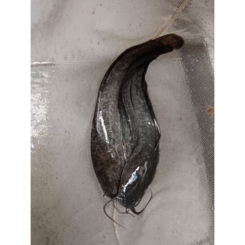 Ikan Lele Segar 1 Kg