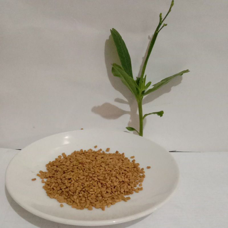 

BIJI KLABET / ALBA 50gram