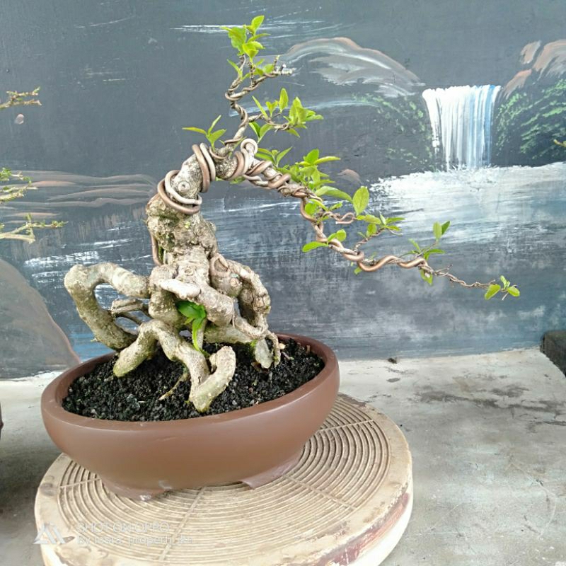 Bonsai Anting Putri real sesuai foto siap pajang..