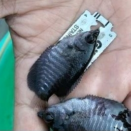 bibit ikan gurame ukuran silet