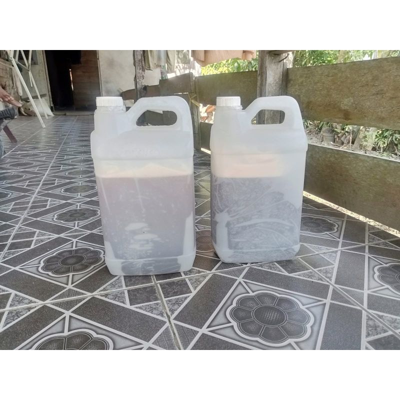 

Madu Kelulut Klanceng Trigona Itama Murni 10Kg Asli Hutan Kalimantan