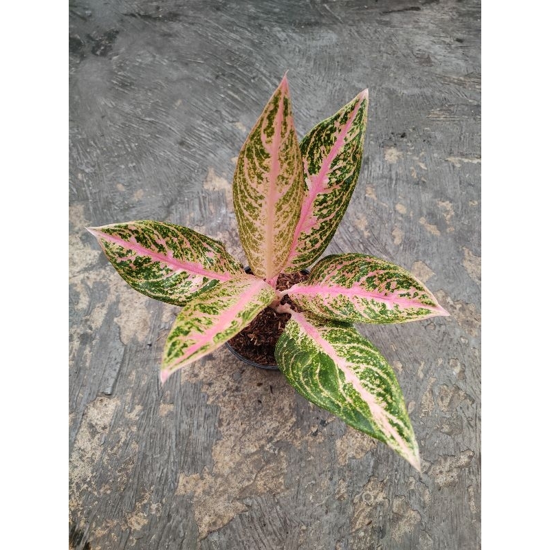 Aglaonema tamara dan Gadis
