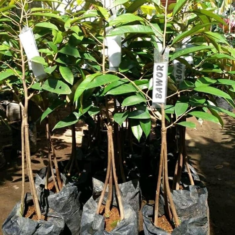 Bibit Durian Bawor valid, variasi kaki 3//Bibit asli Majalengka, pembiakan okulasi, batang besar