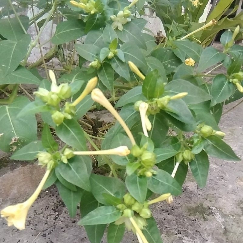 

BIBIT BUNGA PUKUL 4 SORE