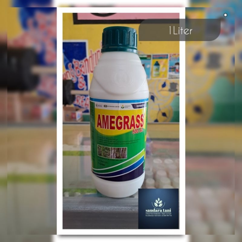 Herbisida Sistemik Amegras 500SC Mengendalikan Gulma Pada Tanaman Jagung dan Tebu