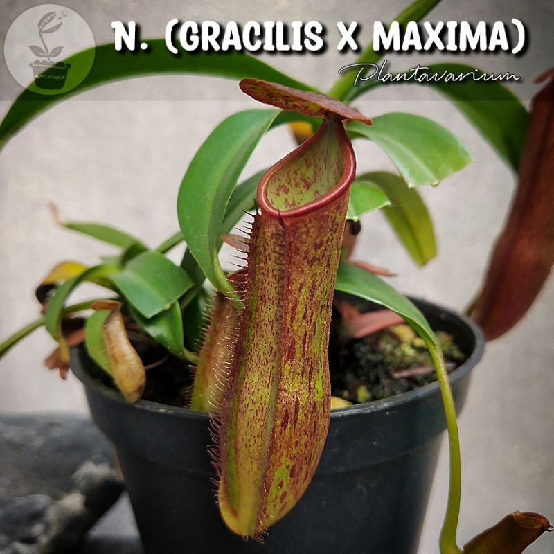 TANAMAN KARNIVORA KANTUNG SEMAR NEPENTHES GRACILIS X MAXIMA