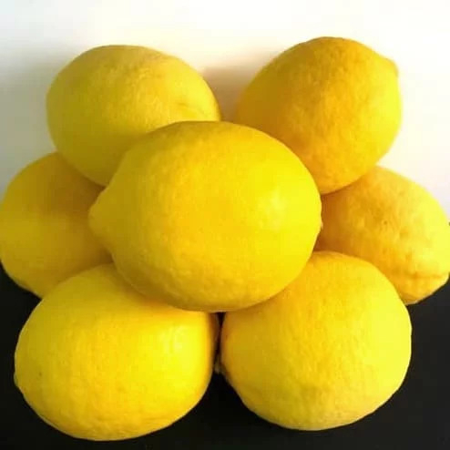 Bibit Lemon | Bibit Jeruk Lemon California BERBUAH