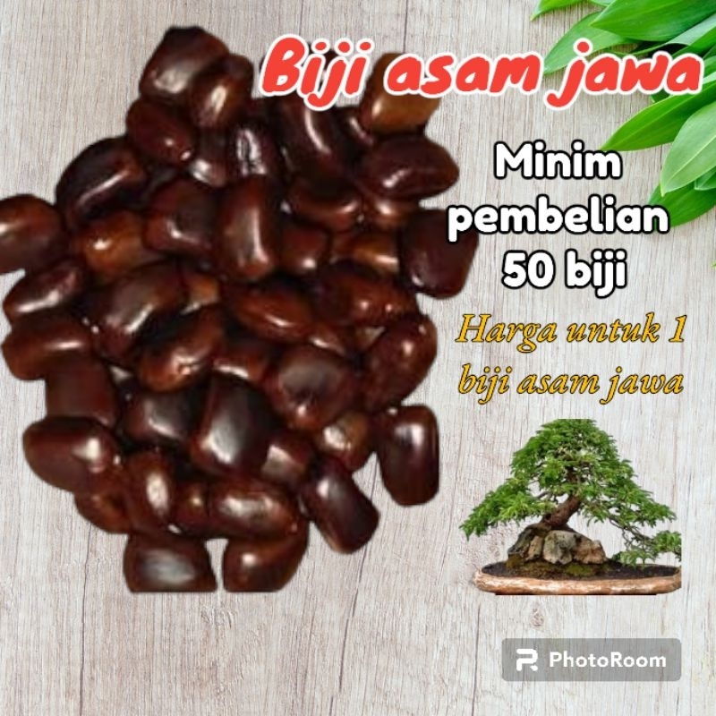 promo biji asam jawa bibit bonsai termurah