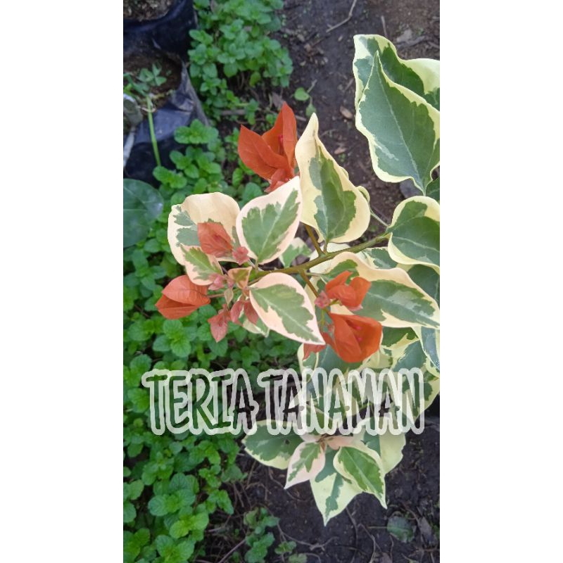 Bougenville Variegata Orange