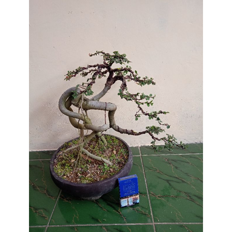bonsai ulmus jadi tinggal pajang