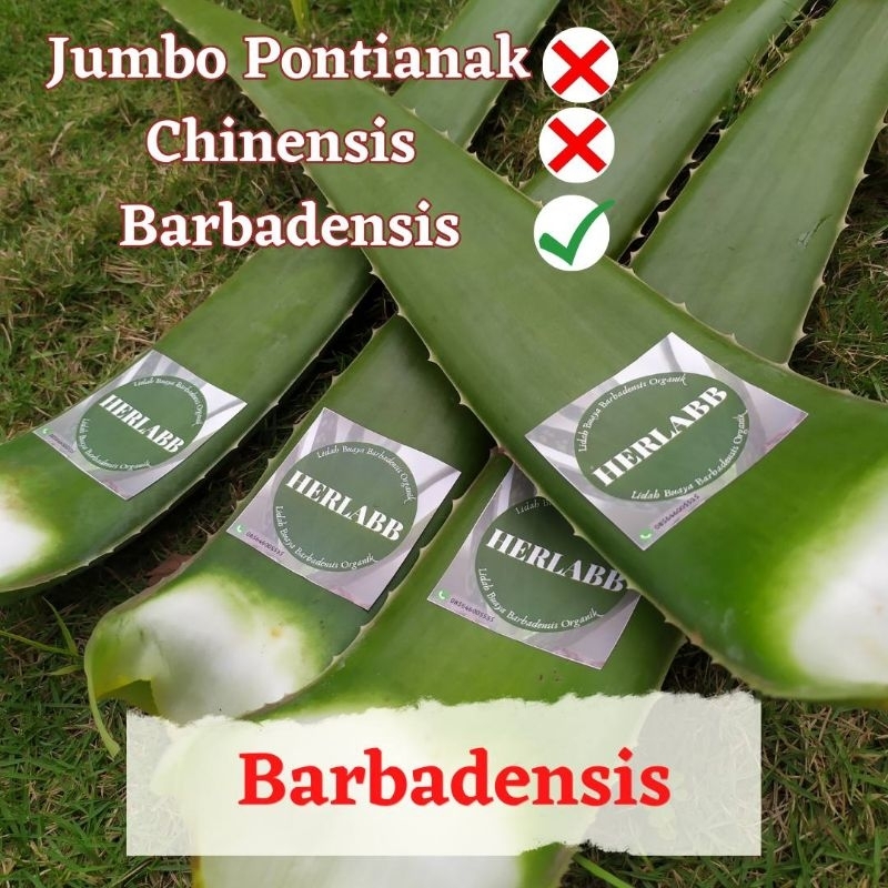 

1 KG (3-4 pelepah) Pelepah Lidah Buaya Jumbo Barbadensis Miller Fresh Organik