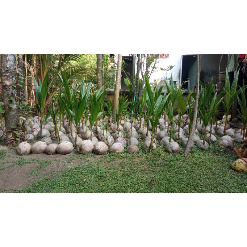 Bibit Kelapa Kopyor Genjah