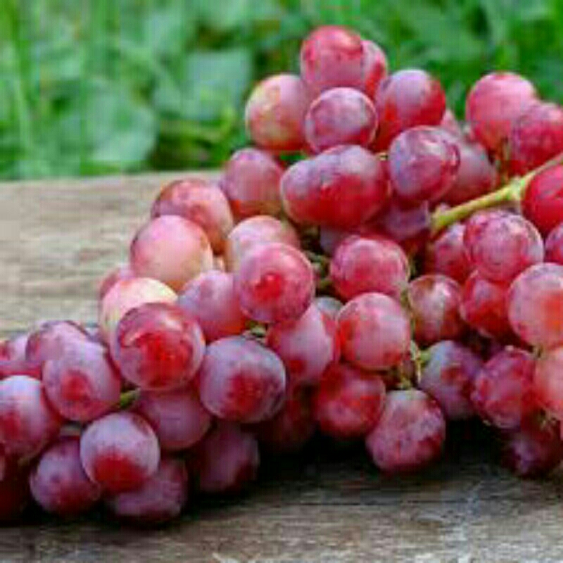 

grape red