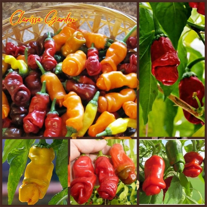 3 BUTIR BIJI/BENIH CABE PORNO PETER PEPPER (CAMPUR WARNA)