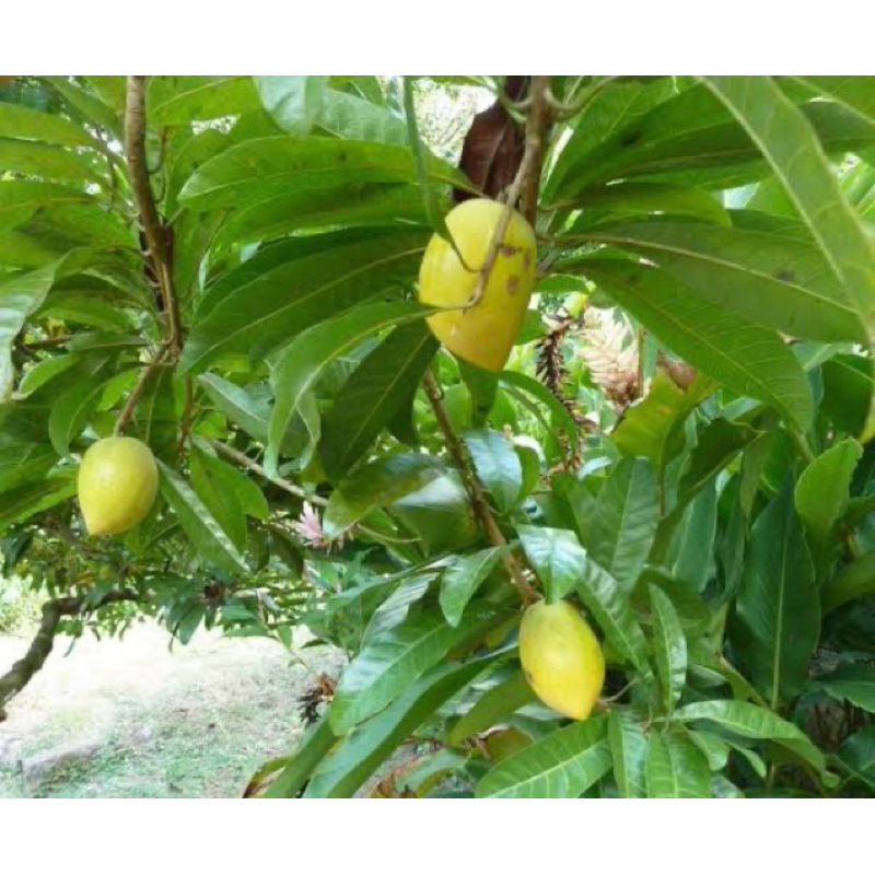 

Daun sawo mentega / daun alkesah alkesa / daun sawo belanda segar petik langsung-az