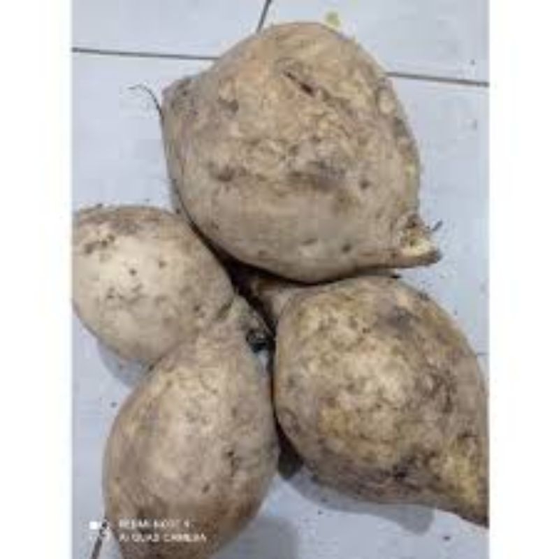 

ubi Manohara 1000 gram