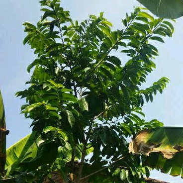 

Daun Sirsak 100gr